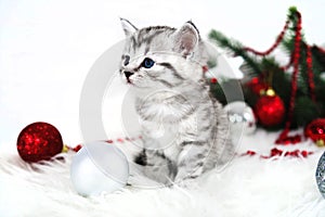 Lovely kitten with Christmas balls and a Christmas tree