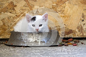 Lovely Kitten in the food dish playing