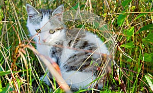 Lovely kitten in grass