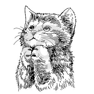 Lovely kitten hand drawn vector