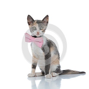 Lovely kitten looking forward while wearing a pink bowtie