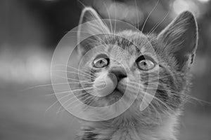 Lovely kitten looking up. Portrait of a cute cat. Black and white photo