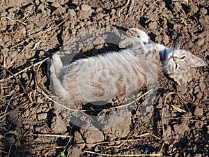 Lovely kitten lying on the ground and purring