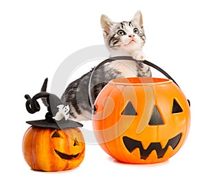 Lovely kitten plays with halloween toys