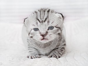 Lovely kitten portrait. Cute kitty