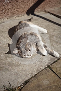 Lovely kitten relax on the sunny stone floor near outdoor. Happy