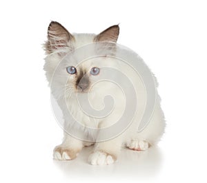 Lovely kitten, sacred Cat of Burma on white background