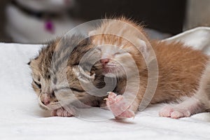 Lovely kittens newborn sleeping
