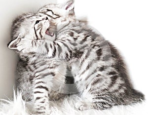 Lovely kittens are playing.