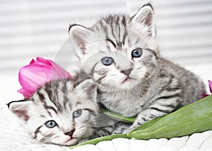 Lovely kittens with tulip