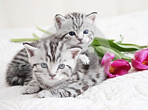 Lovely kittens with tulip