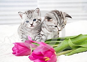 Lovely kittens with flowers