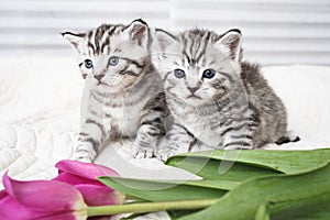 Lovely kittens with flowers