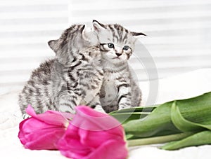 Lovely kittens with flowers