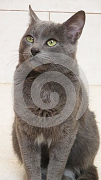 Cute korat cat