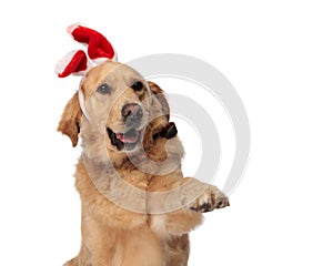 lovely labrador retriever dog with bunny ears panting and holding paws up