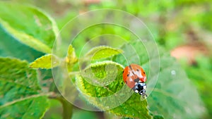 Lovely Ladybug resting on green leaf