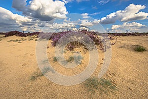 Lovely landscape scene of heathland