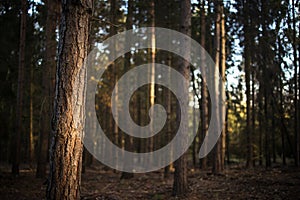 Lovely late summer forest landscape