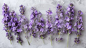 Lovely Lavender Blooms in Close-Up Detail