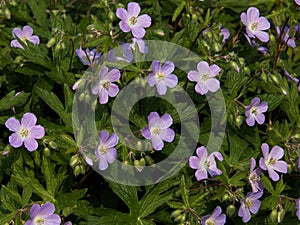 Lovely Lavender Wild Geranium Flowers photo