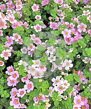 Lovely light pink Bacopa flowers in bloom