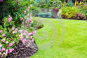 Lovely light pink roses bushes in victorian garden