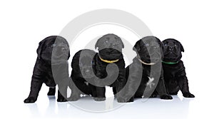 Lovely line of five labrador retriever puppies looking up