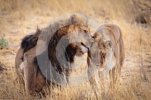 A lovely lion couple cuddling
