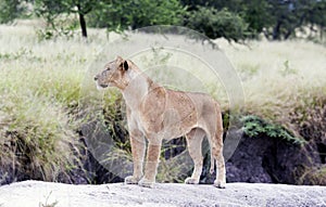 Lovely lioness gracefully standing on a rock