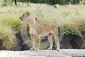 Lovely lioness gracefully standing on a rock in Tarangire National park