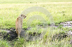 Lovely lioness ready to hunt