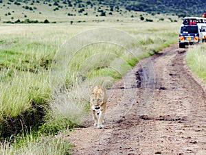Lovely lioness walking on the savannah in a park Tarangire