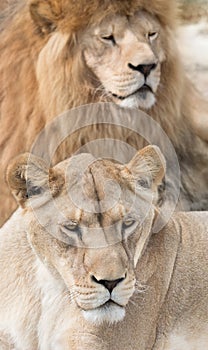 Lovely lions