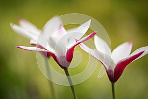 Lovely little botanical tulip features white blooms with deep pink edges