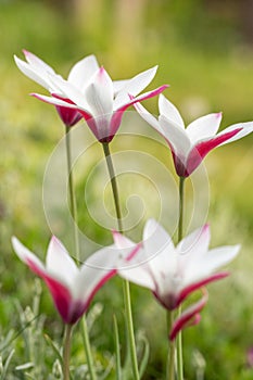 Lovely little botanical tulip features white blooms with deep pink edges