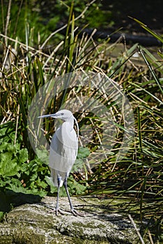 Lovely Little Egret bird gretta garzetta on riverbank in Spring photo