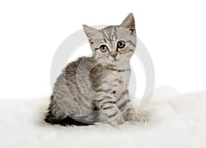 Lovely little grey kitten sitting on a white fur rug