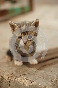 Lovely little kitten walk outdoor. Closeup portrait