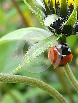 Lovely little ladybird