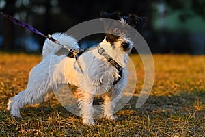 Lovely little pet - dog. Jack russell terrier outdoors on a walk