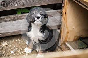 Lovely Little puppy with tonque out in a wooden box is asking to be adopted with hope.