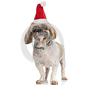Lovely little shih tzu dog wearing collar and christmas hat on white background