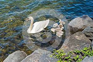 Lovely little swans roaming on the Bracciano Lake in Anguillara Sabazia. Rome Province, Lazio, Italy.