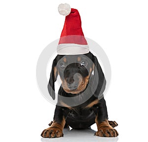 Lovely little teckel dachshund puppy wearing christmas hat