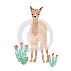 Lovely llama, cria or alpaca isolated on white background. Cute funny wild South American animal grazing among cactuses photo