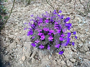 Lovely Lobelia in the Park