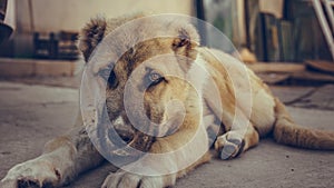 Lovely Lonely Dog Laying On Ground