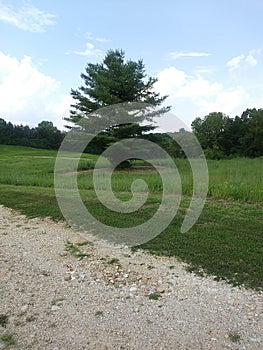 Lovely lonely Leafy green Tree