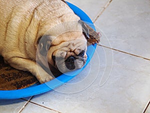 Lovely lonesome white fat cute pug dog laying on old soft cloth rug in blue dog bed outdoor